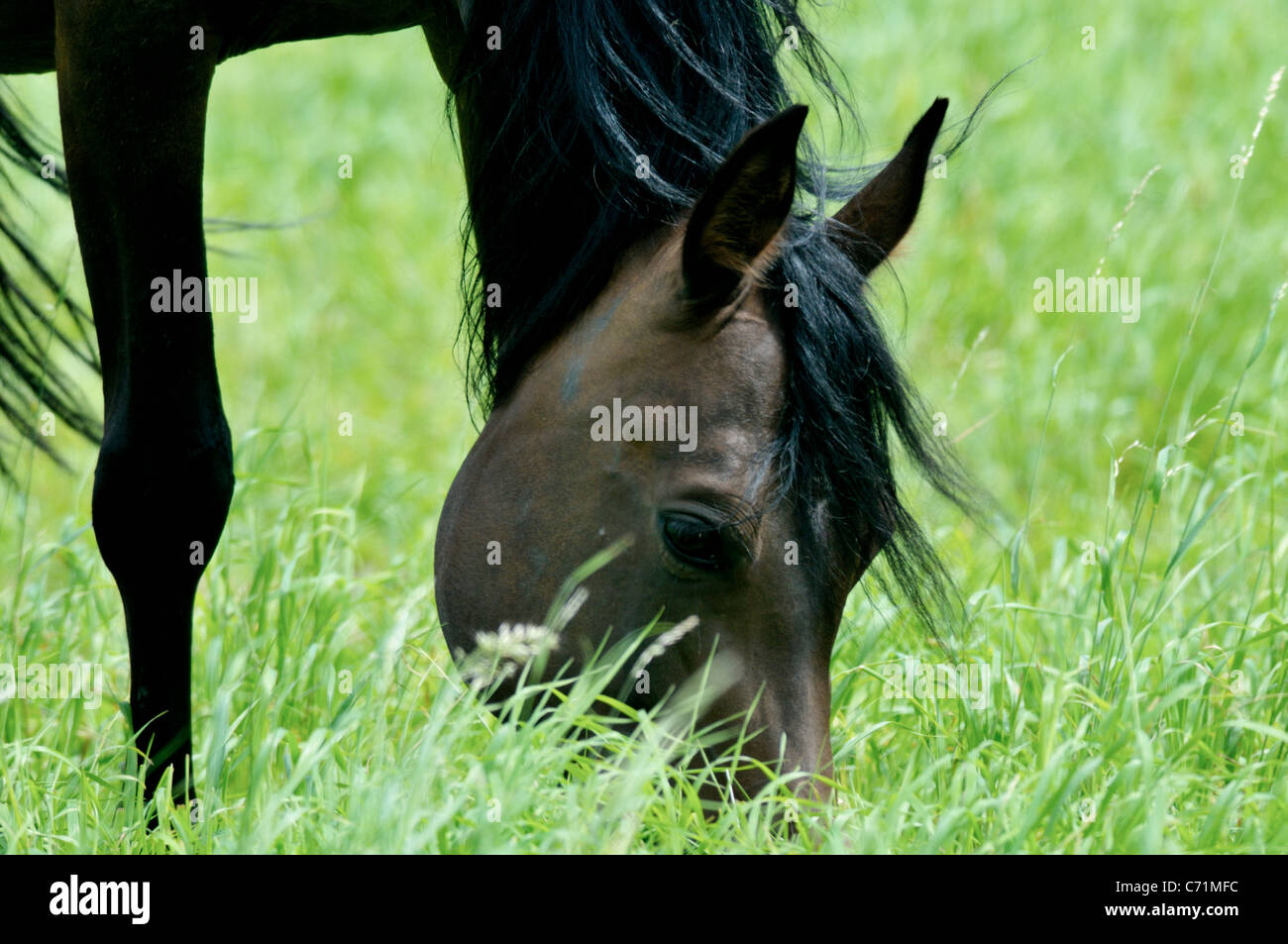 Arabian mare feeding at the pasture at the breeding farm of Arabian horses Stock Photo