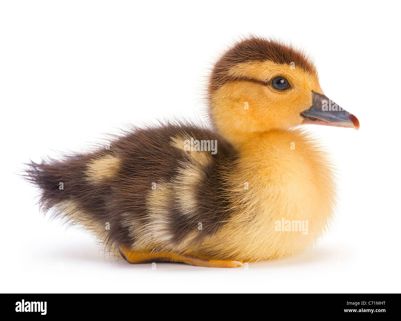 Brown duckling closeup on white background Stock Photo Alamy