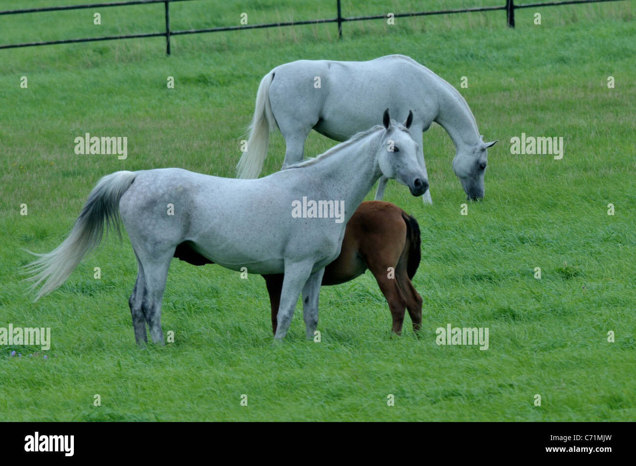 Arabian mares with filly at the pasture at Michalow  breeding farm of Arabian horses Stock Photo