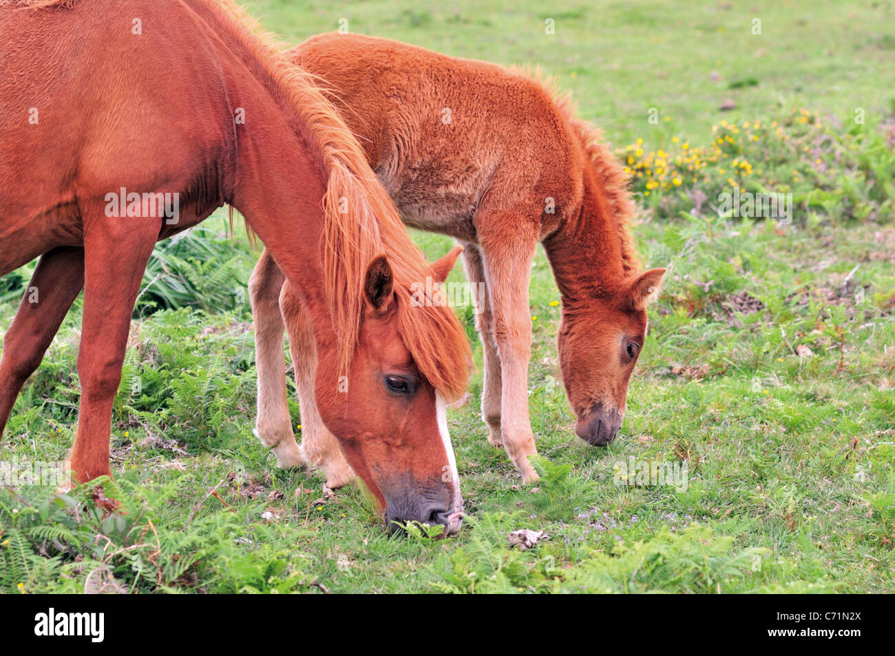 Spain, Galicia: Wild horses in the Serra da Capelada Stock Photo