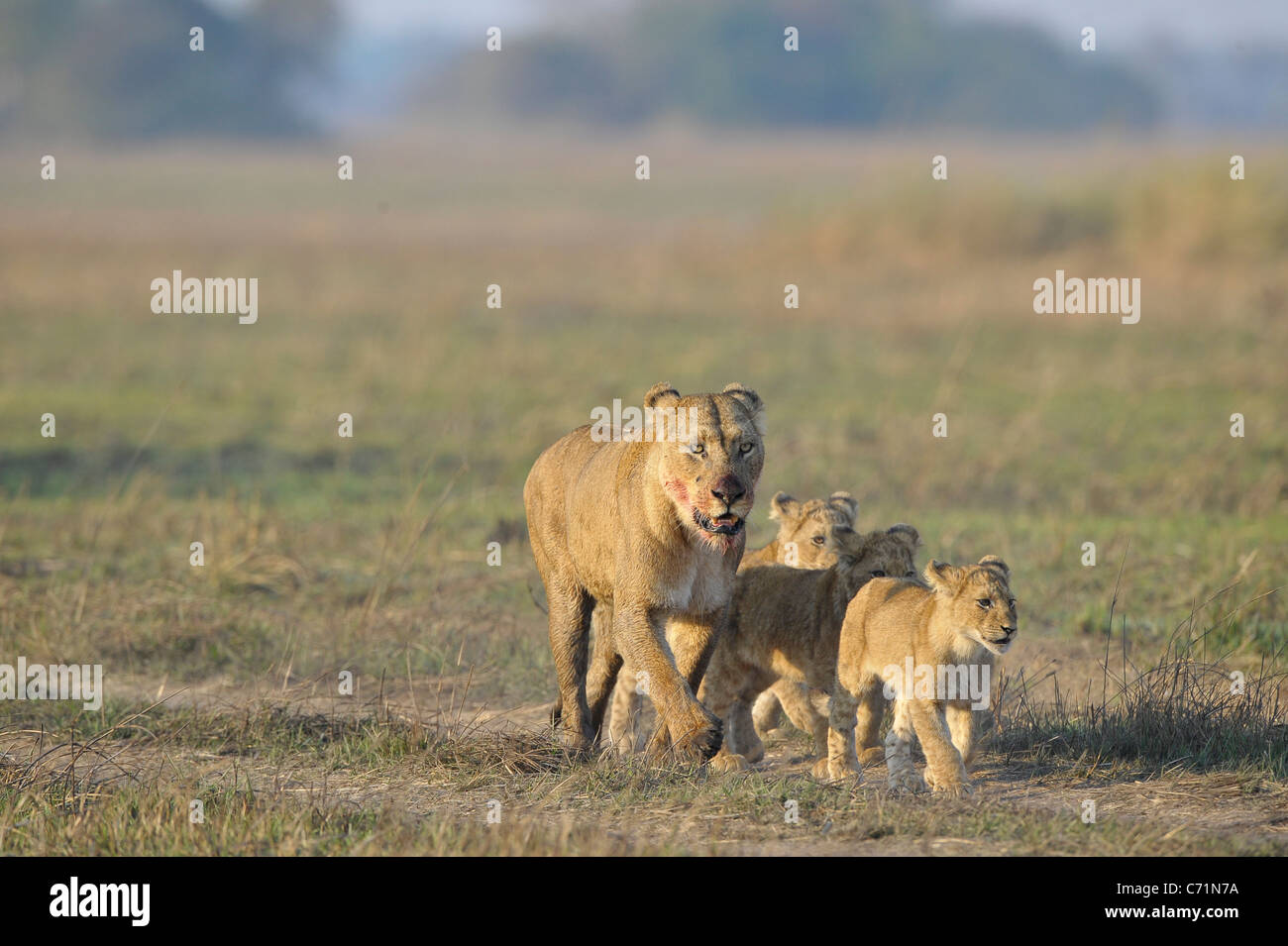 Lioness after hunting with cubs. The lioness with a blood-stained muzzle has returned from hunting to the kids to young lions. Stock Photo