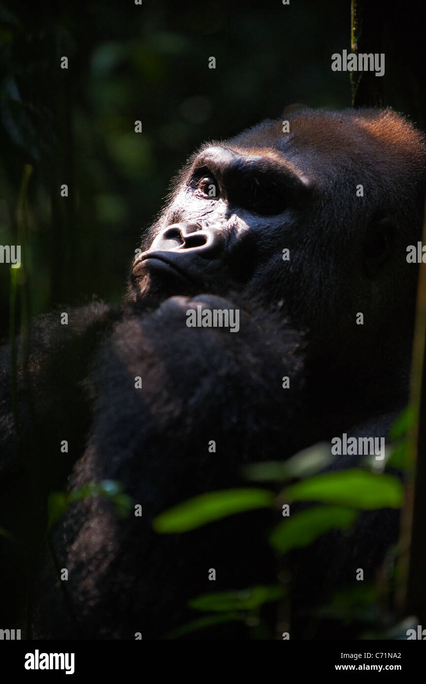 Gorilla leader- Silverback - adult male of a gorilla.Western Lowland Gorilla. Stock Photo
