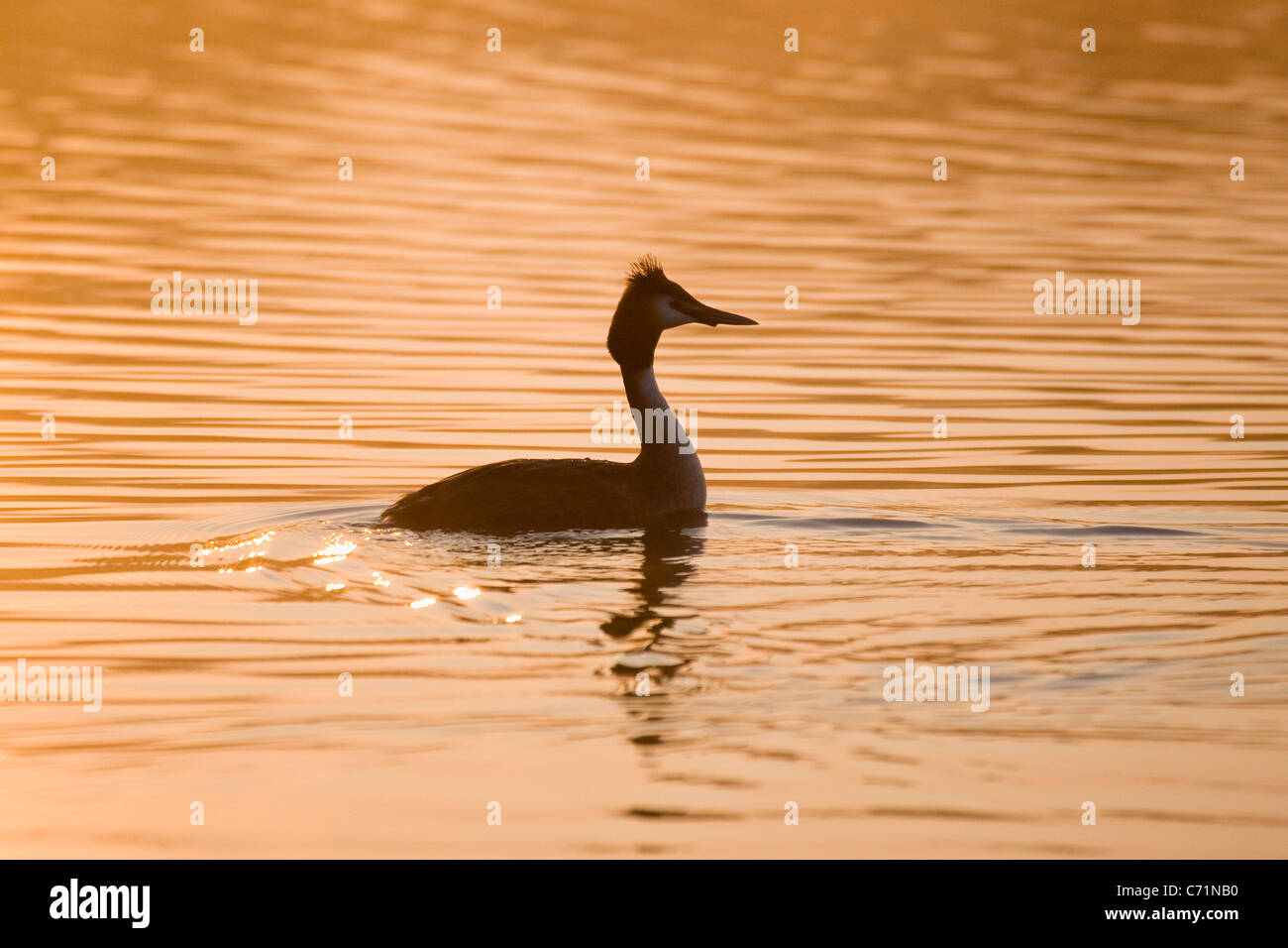 Great Crested Grebe at Sunrise on Hickling Broad Norfolk UK Stock Photo