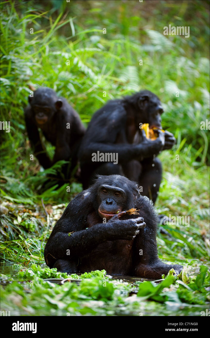 Chimpanzee Bonobo. Chimpanzees sit on a green lawn at a pond and eat. Stock Photo