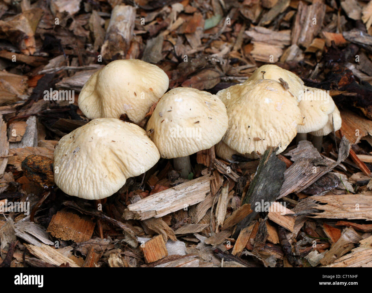Agrocybe rivulosa, Strophariaceae (formerly Bolbitiaceae). An uncommon fungus, first identified in England in 2004. Stock Photo
