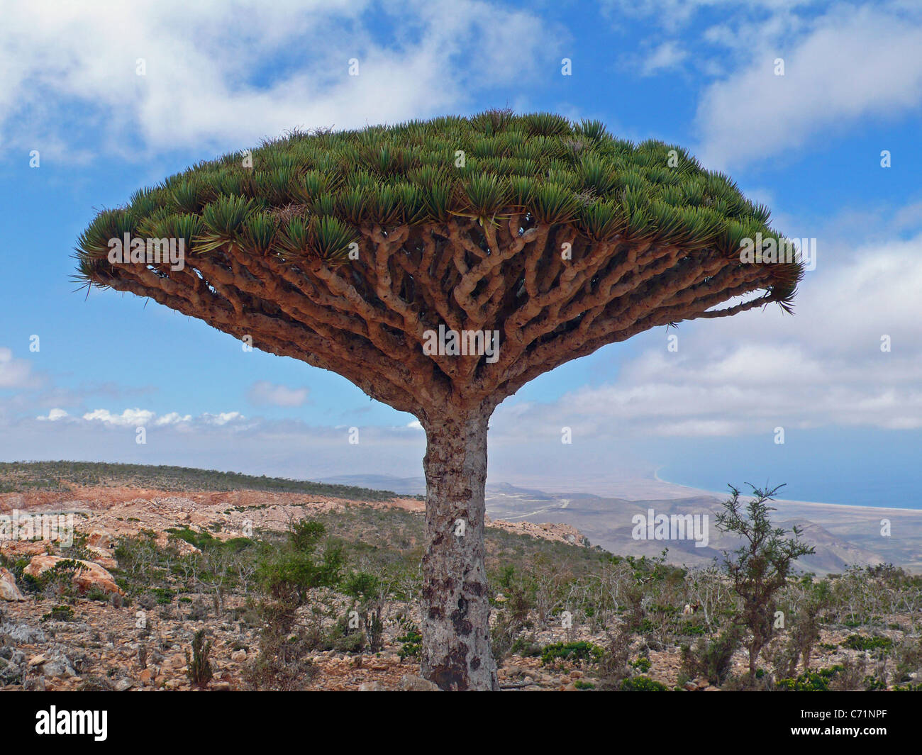 Dragon S Blood Tree Dracaena Cinnabari Socotra Yemen Stock Photo Alamy