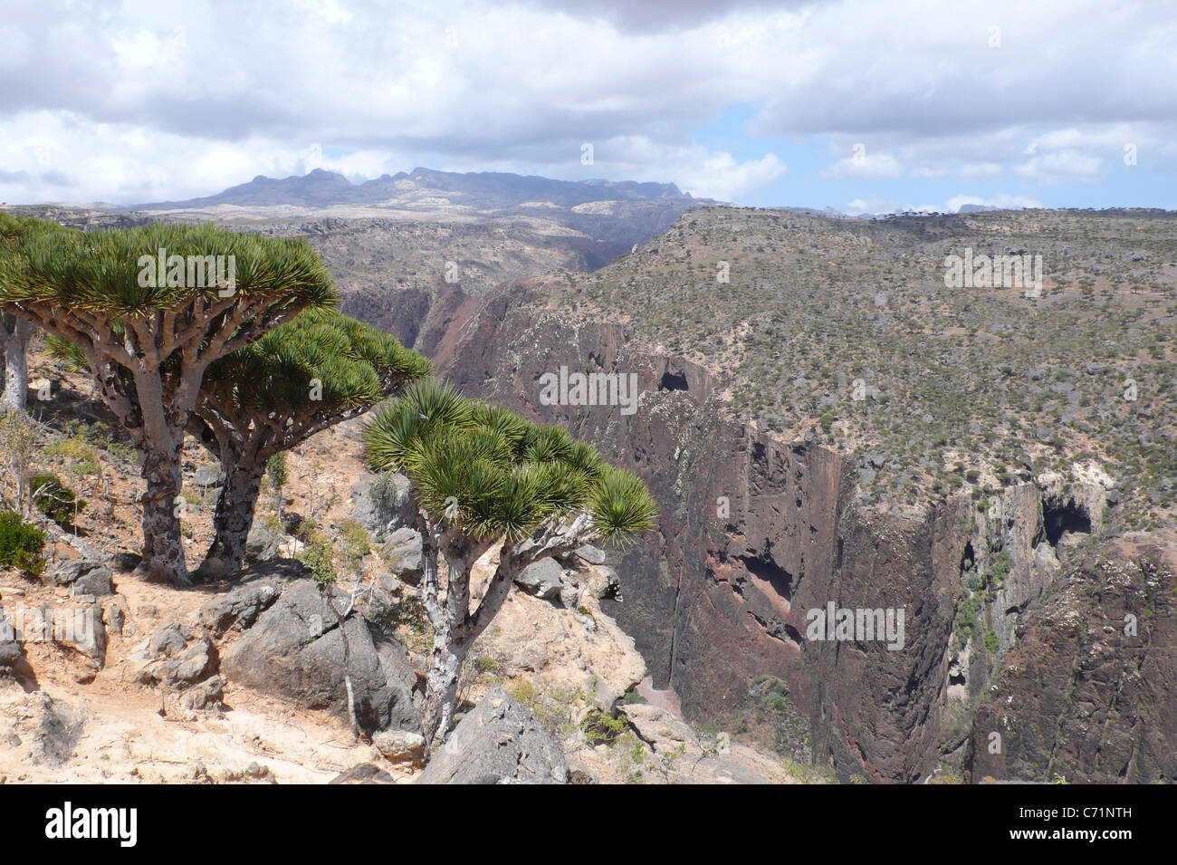 Dragon's Blood trees on the edge of the Diksam Gorge, Socotra, Yemen. Stock Photo