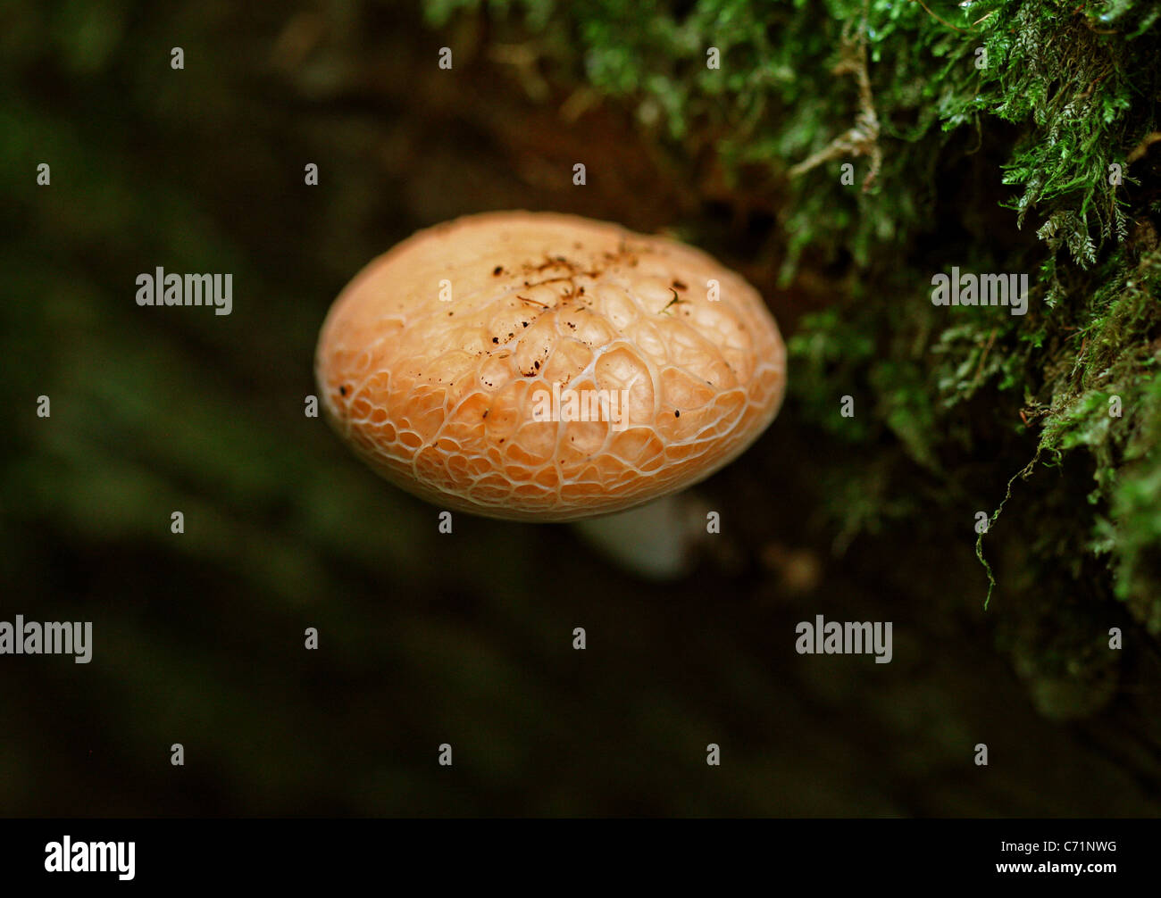 Wrinkled peach mushroom hi-res stock photography and images - Alamy