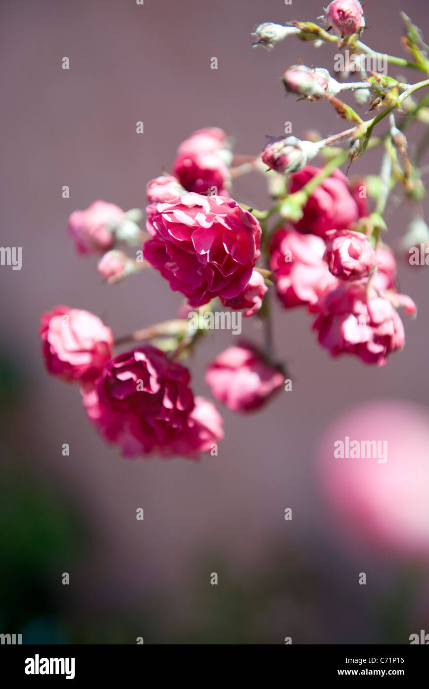 Beauty Of Roses High Resolution Stock Photography and Images - Alamy