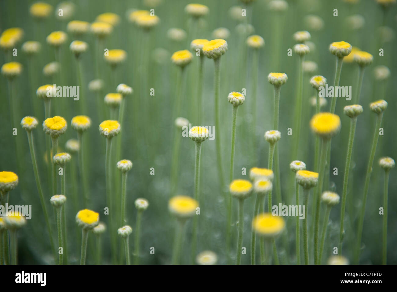 Beauty in wildflowers hi-res stock photography and images - Alamy