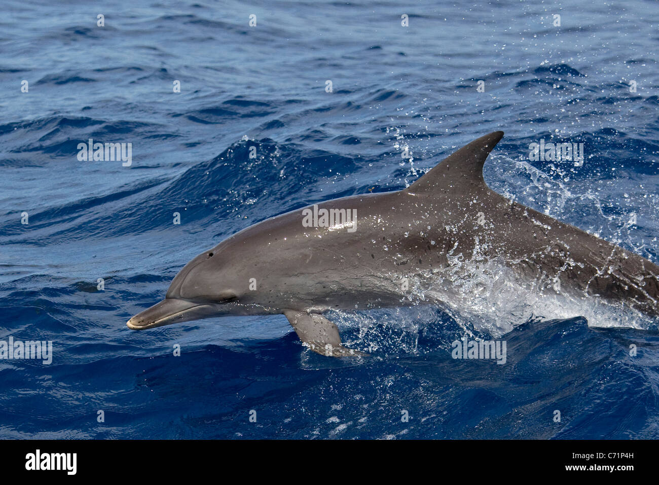 Dolphin, Spotted dolphin, Stenella attenuata, leaping and playing in ocean, dolphin leaping, wild dolphin Stock Photo