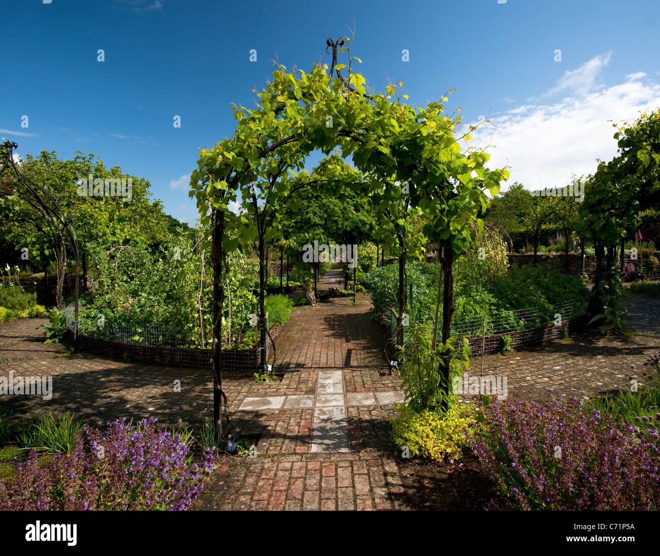 The Herb and Potager Gardens in June, RHS Rosemoor, Devon, England, United Kingdom Stock Photo