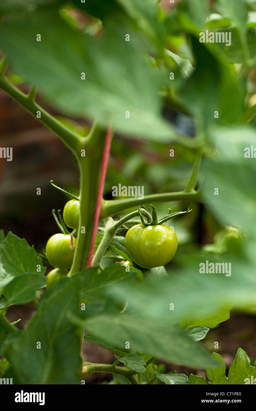 Tomato plant, Solanum lycopersicum 'Shirley' Stock Photo