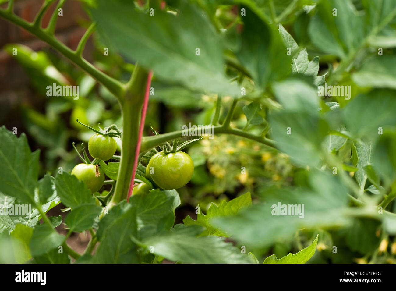 Tomato plant, Solanum lycopersicum 'Shirley' Stock Photo