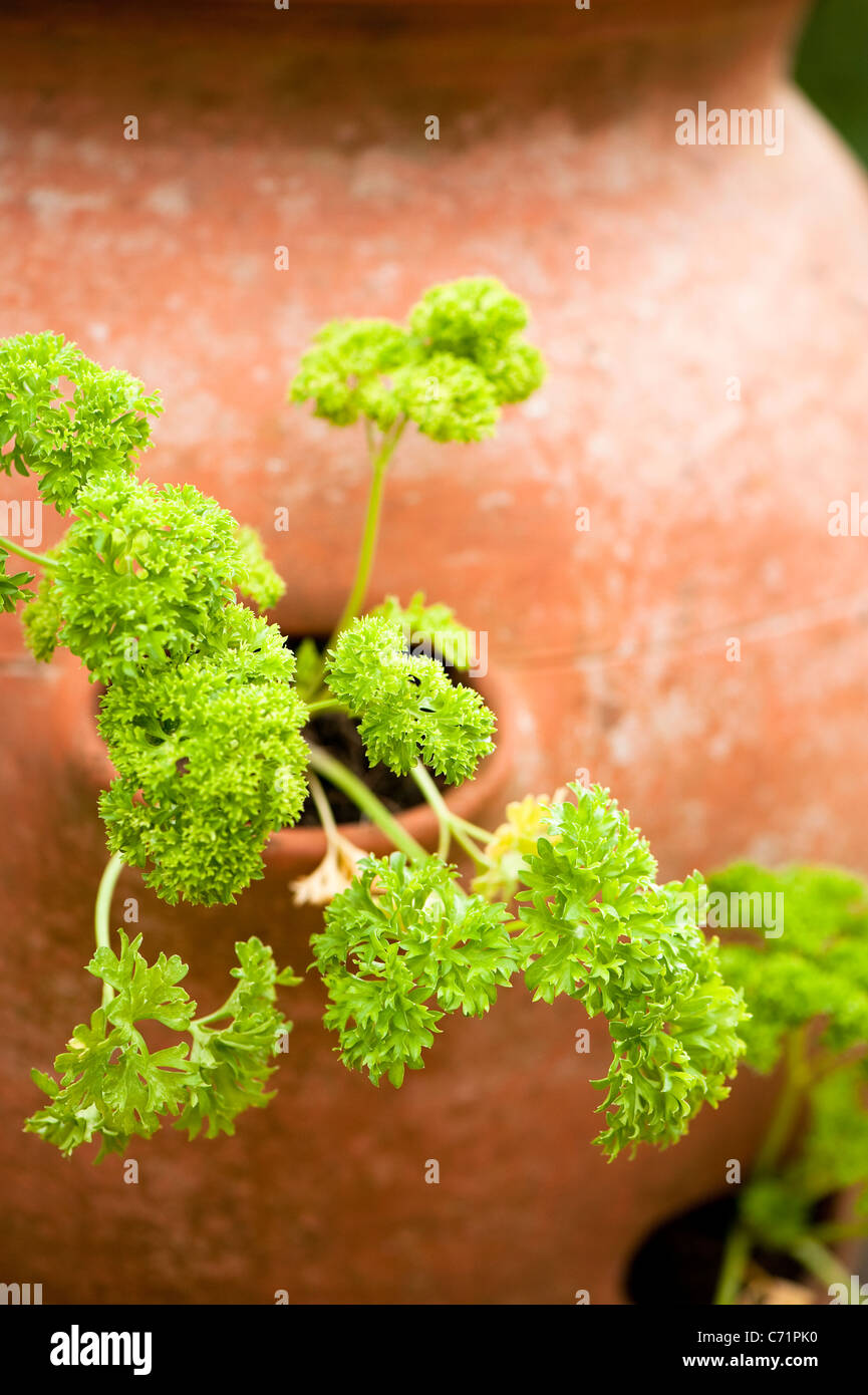 Parsley, Petroselinum 'Grune Perle', growing in a terracotta planter Stock  Photo - Alamy