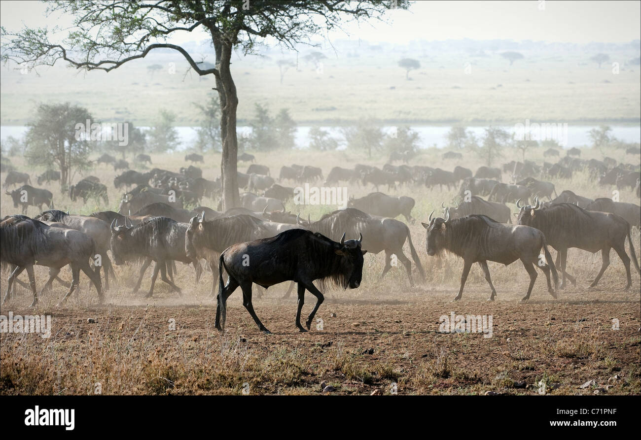The herd of migrating antelopes goes on dusty savanna. Stock Photo
