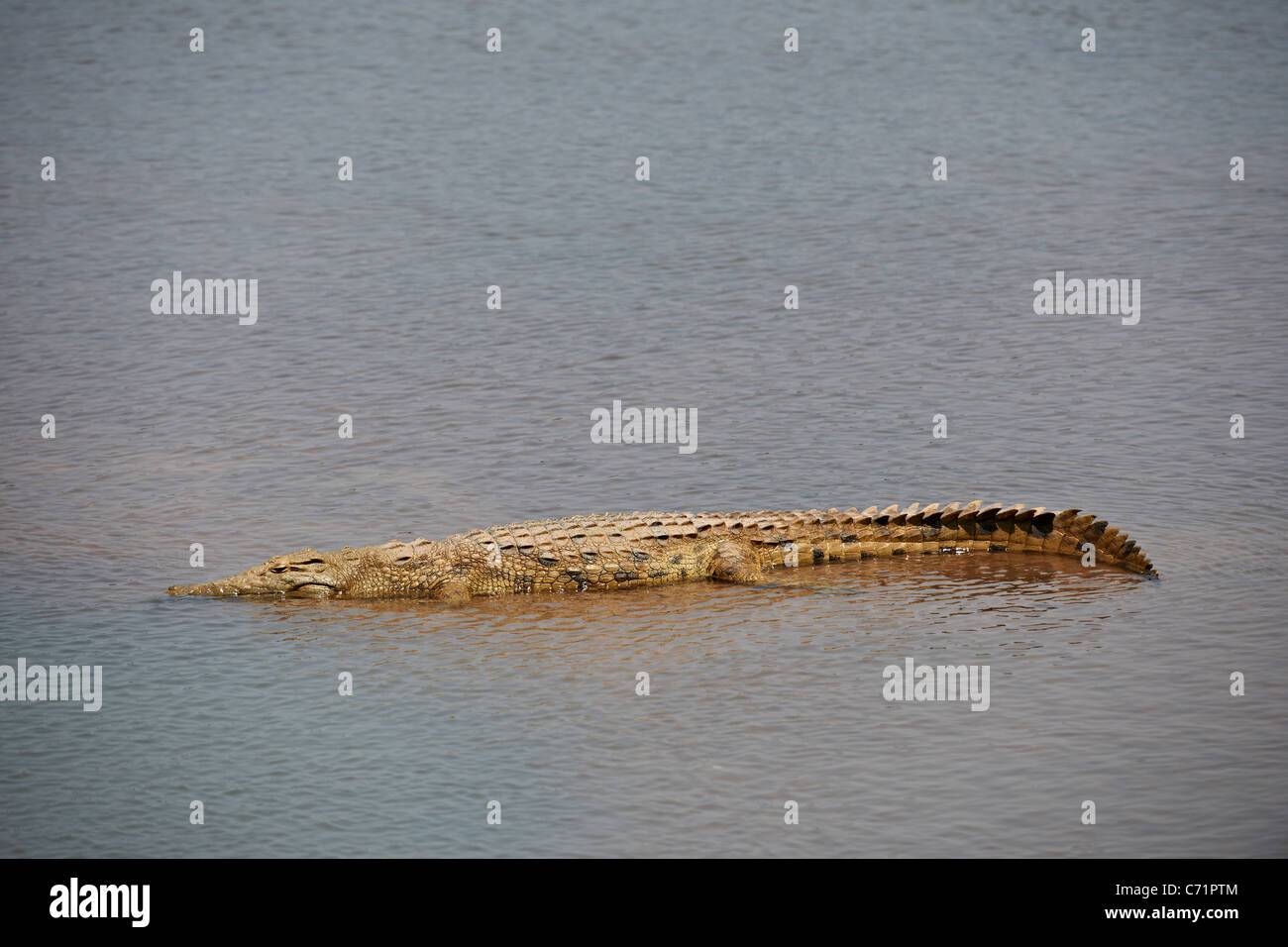 Nile crocodile, Crocodylus niloticus, Luambe National Park, Zambia, Africa Stock Photo