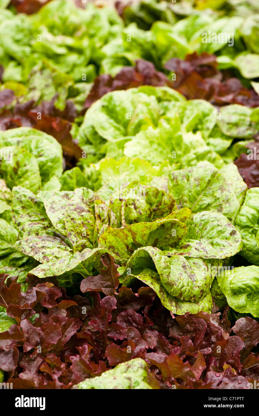 Lettuces, Lactuca sativa ‘Salad Bowl (mixed)’ Stock Photo