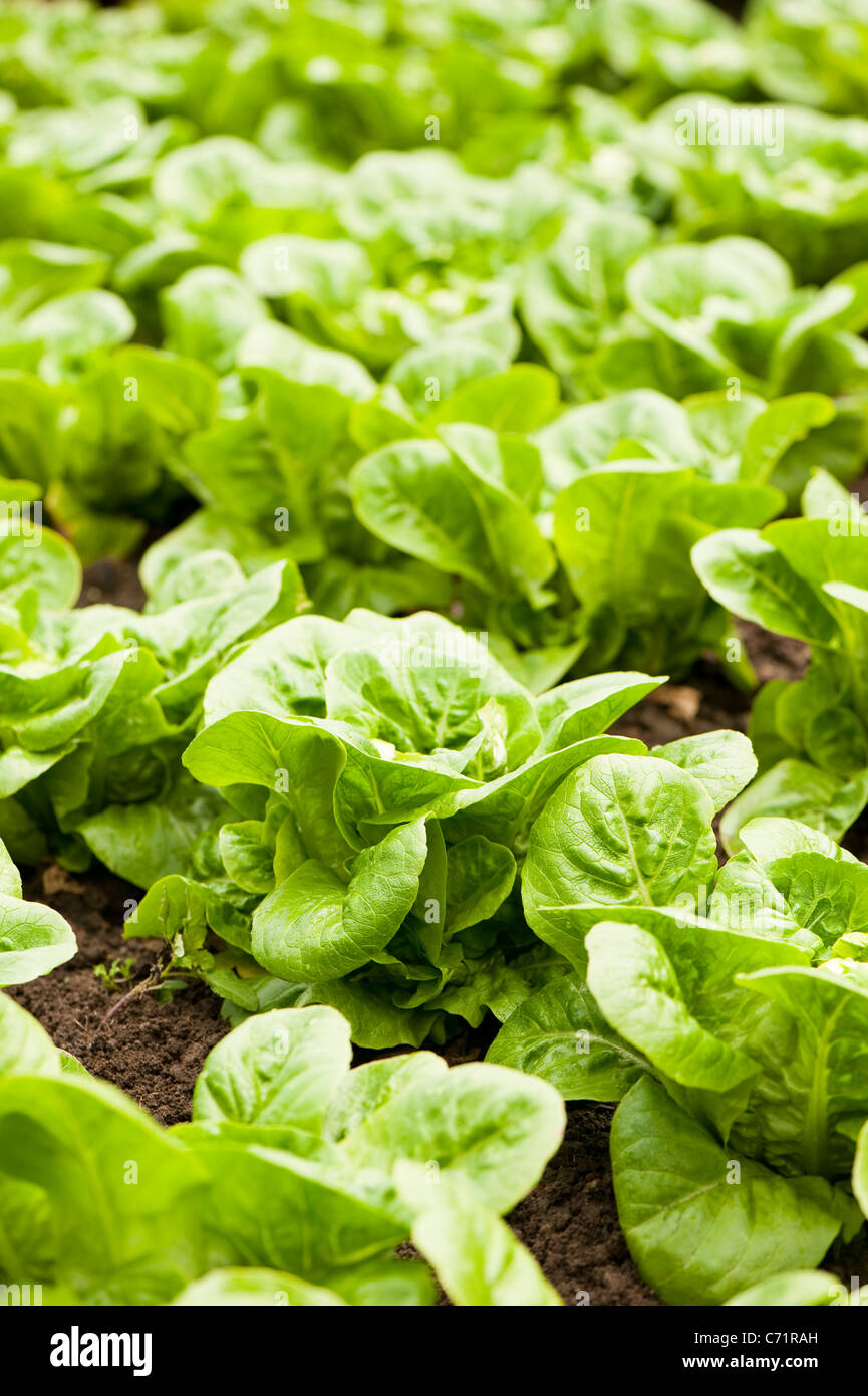 Lettuces, Lactuca sativa ‘Little Gem’ Stock Photo
