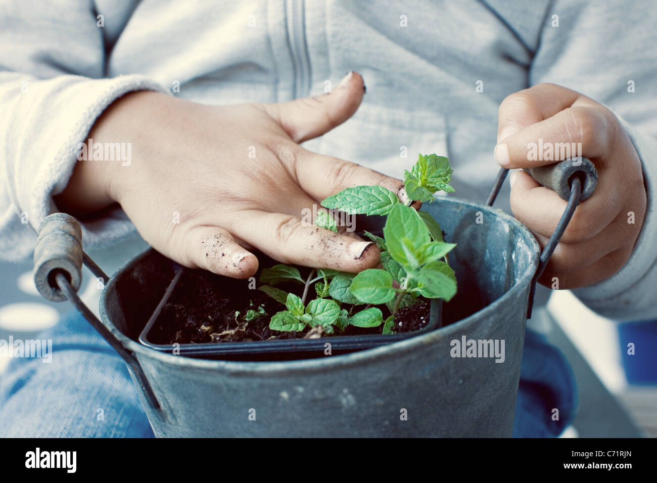 Child touching soil of mint plant, mid section Stock Photo Alamy