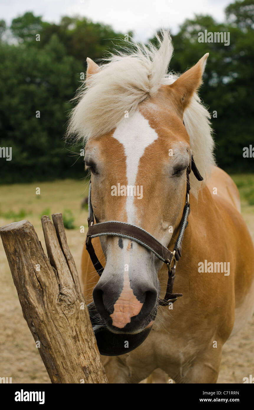 Palomino horse tethered to fence post Stock Photo