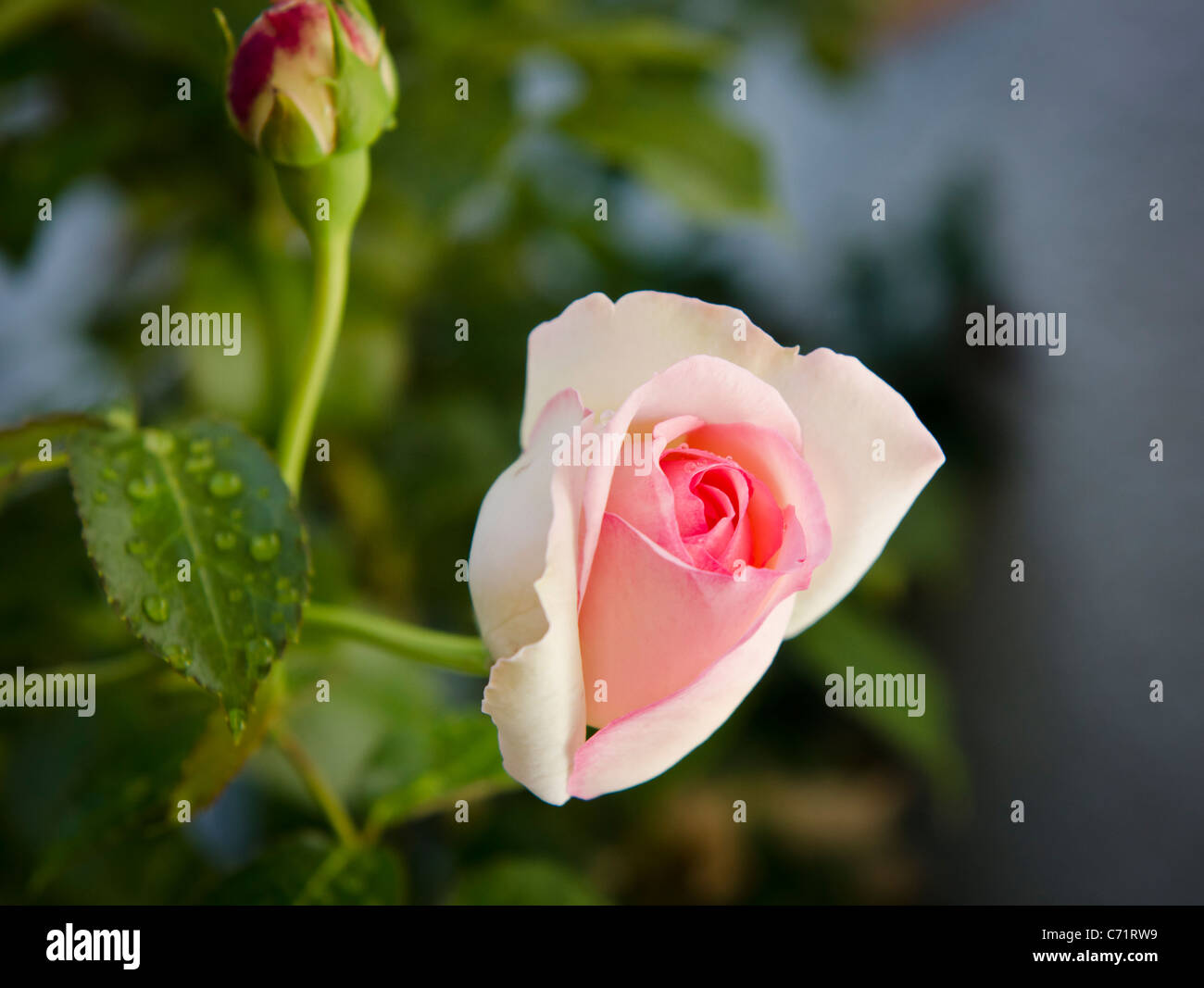 Pink Rose Raindrops Stock Photo - Alamy