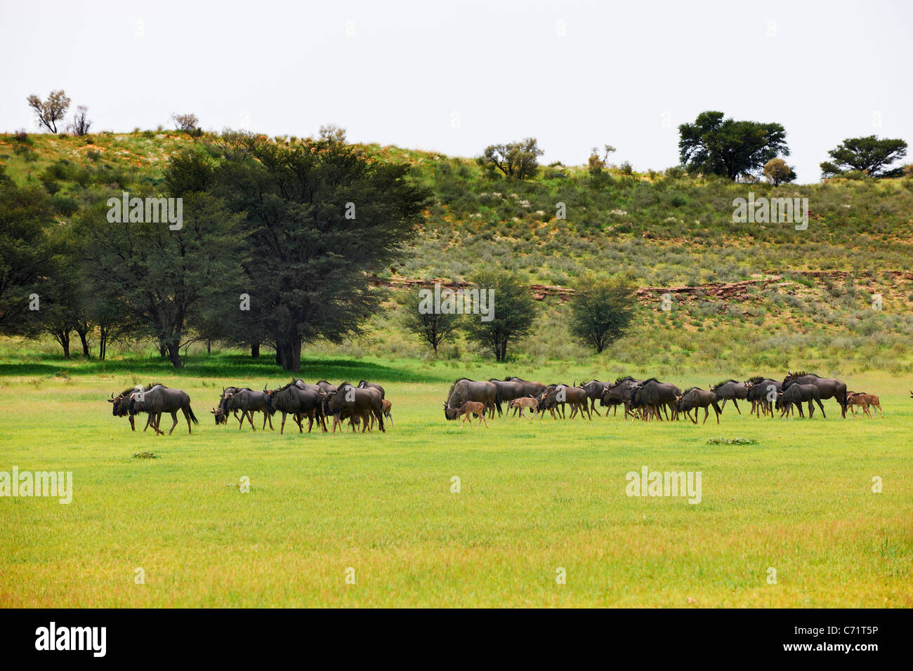 herd of blue wildebeest, Connochaetes taurinus, Kgalagadi Transfrontier Park, South Africa, Africa Stock Photo