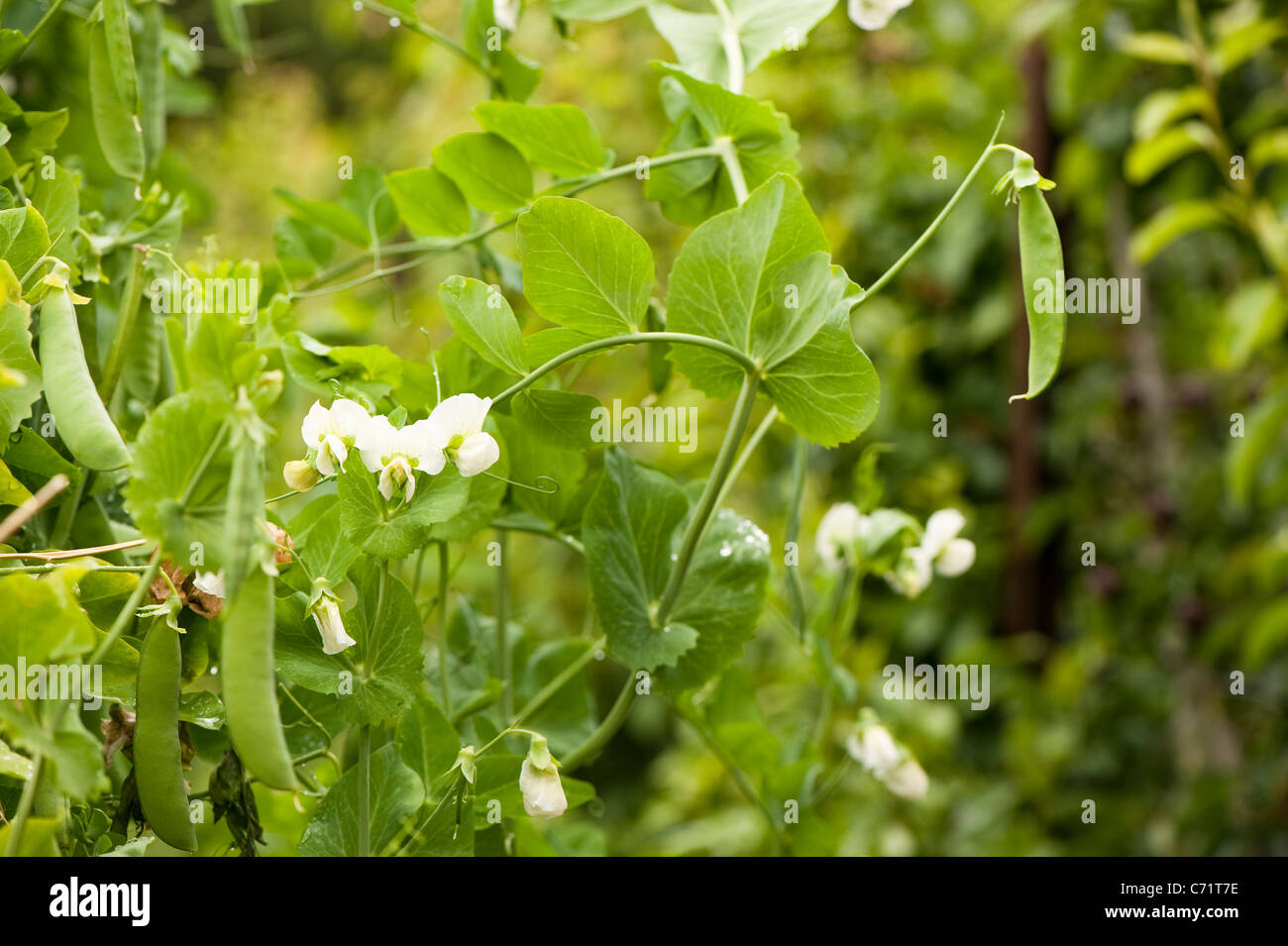 Pisum sativum ‘Veitch’s Western Express’, Garden Peas Stock Photo