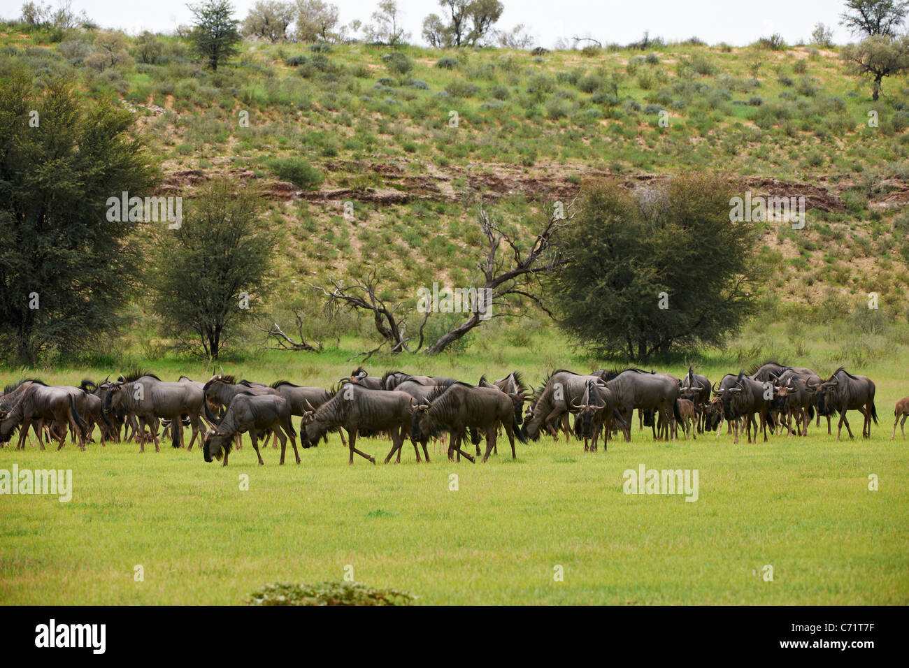 herd of blue wildebeest, Connochaetes taurinus, Kgalagadi Transfrontier Park, South Africa, Africa Stock Photo