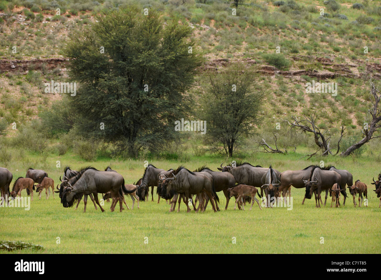 herd of blue wildebeest, Connochaetes taurinus, Kgalagadi Transfrontier Park, South Africa, Africa Stock Photo