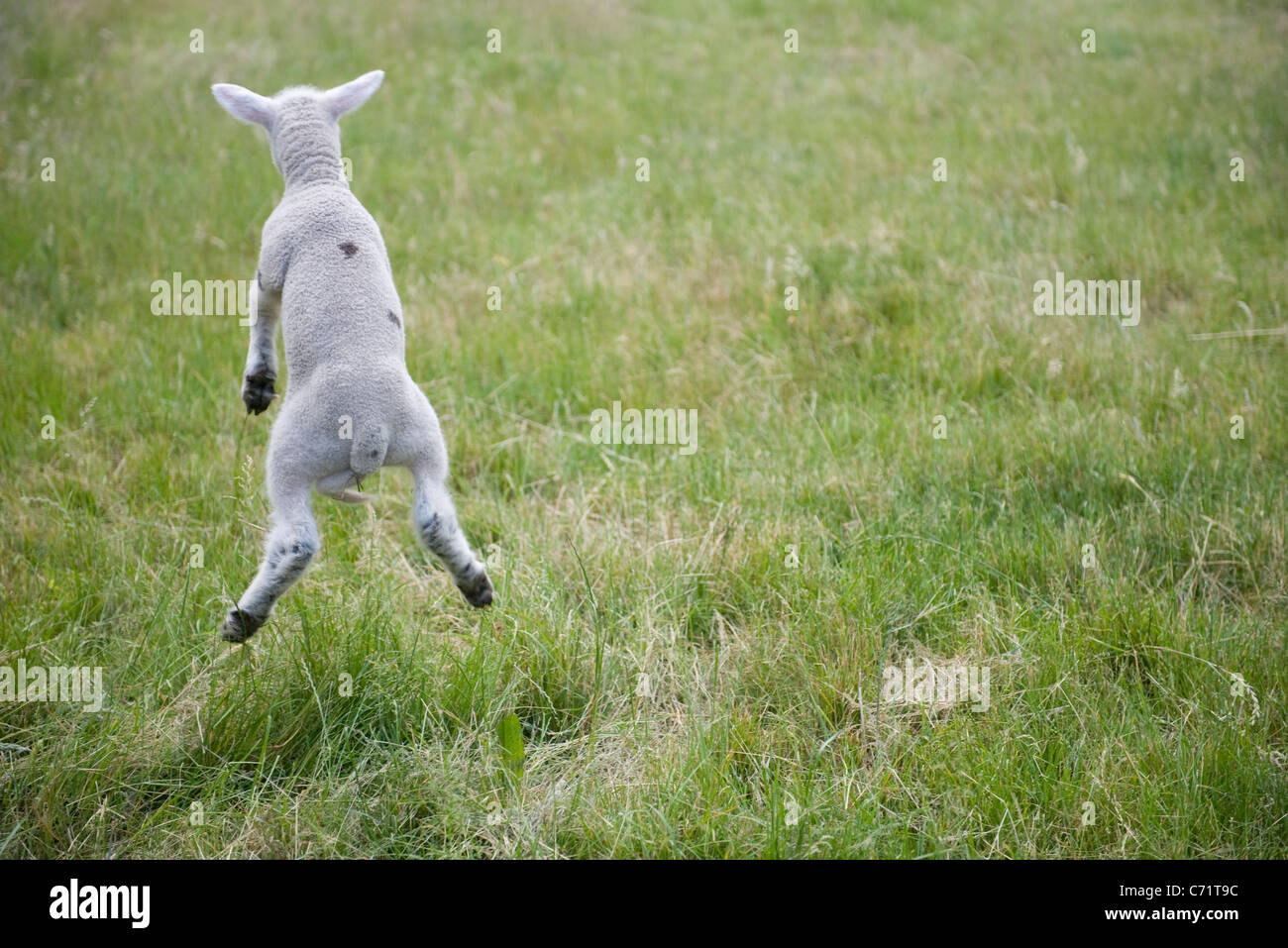 Baby lamb jumping hires stock photography and images Alamy