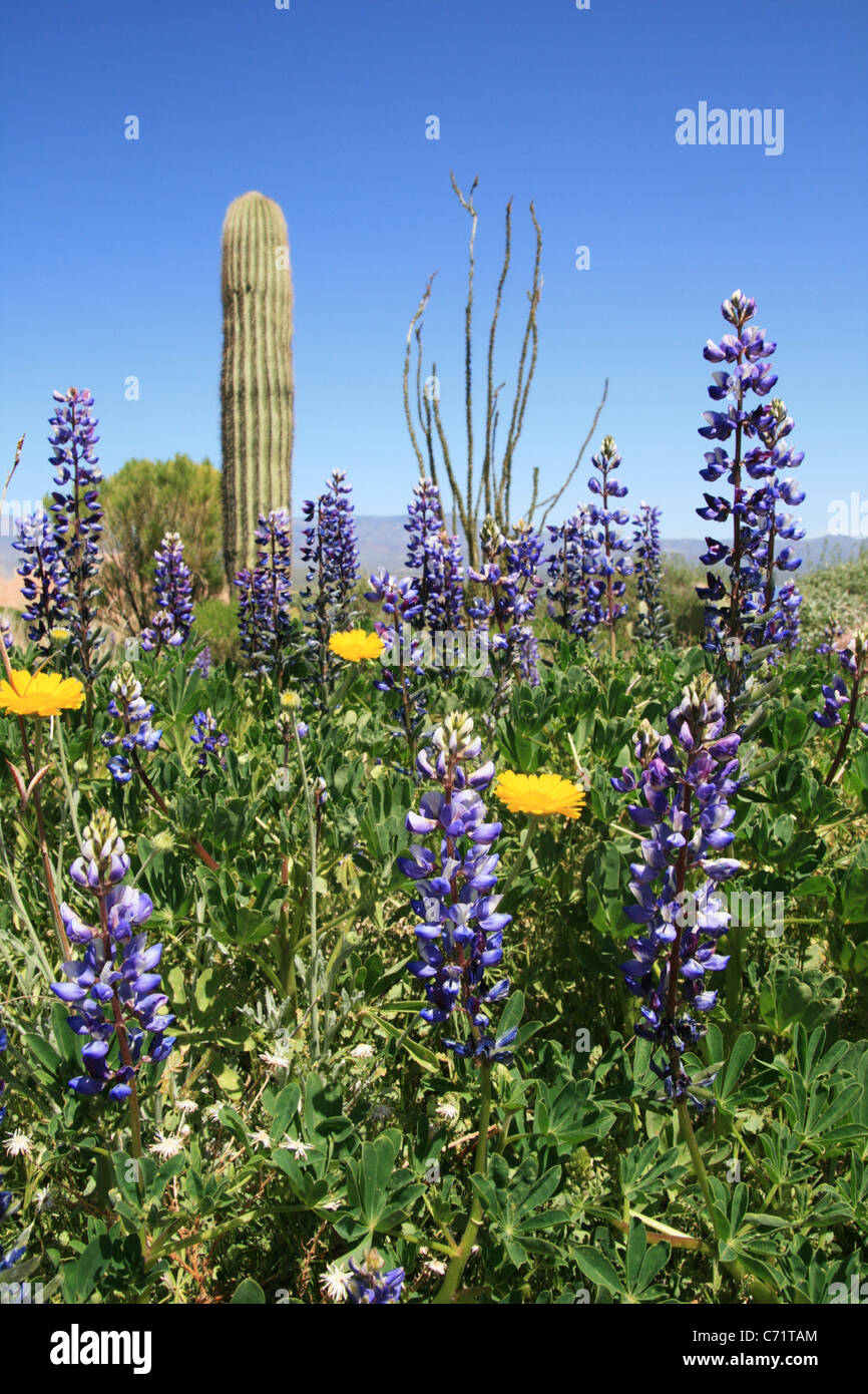 spring wildflowers in the sonoran desert, arizona Stock Photo Alamy