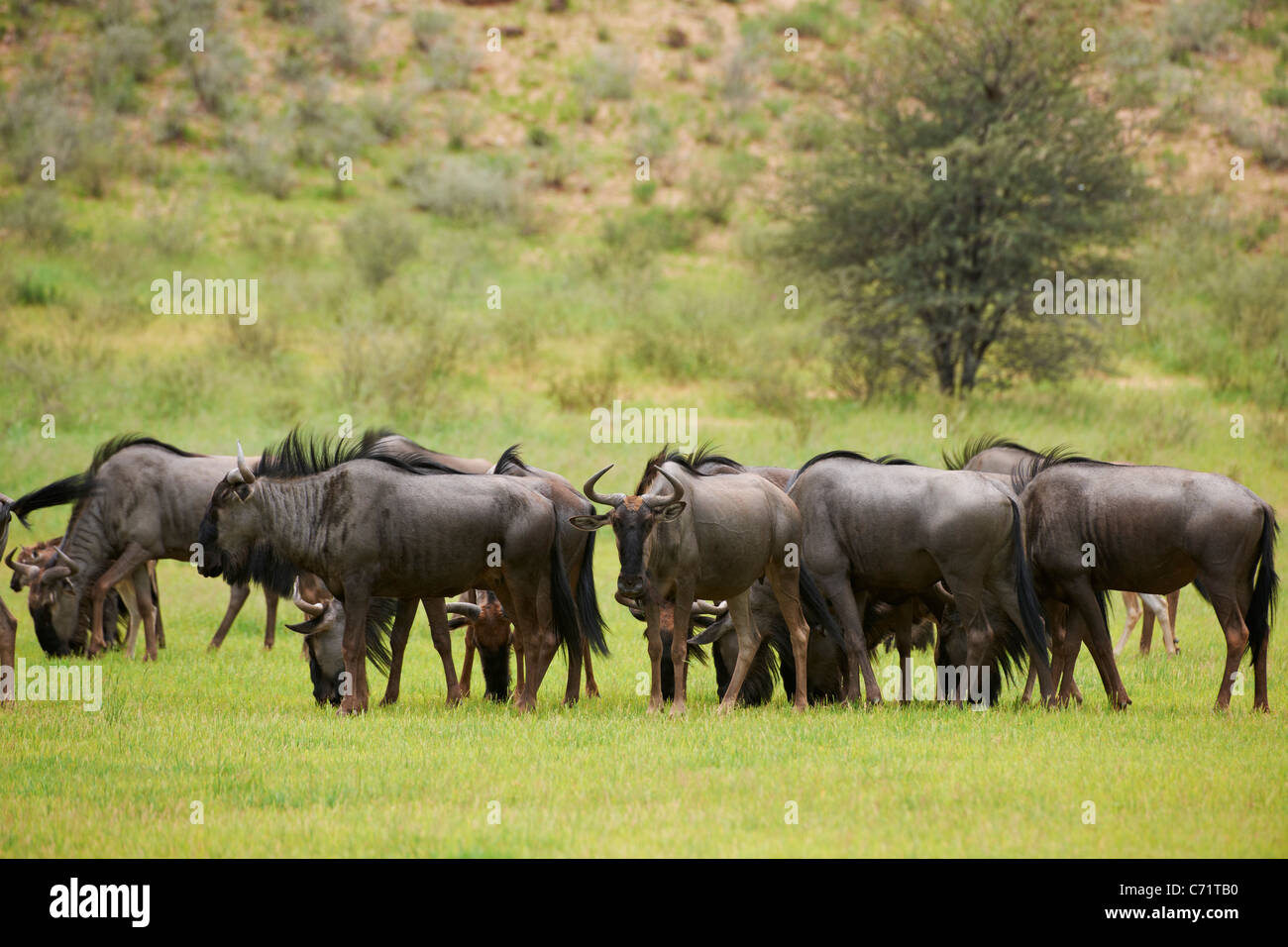 herd of blue wildebeest, Connochaetes taurinus, Kgalagadi Transfrontier Park, South Africa, Africa Stock Photo