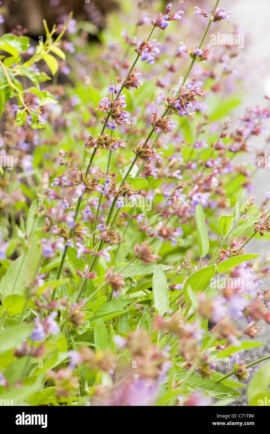 Sage, Salvia officinalis ‘Extrakta’, in flower Stock Photo