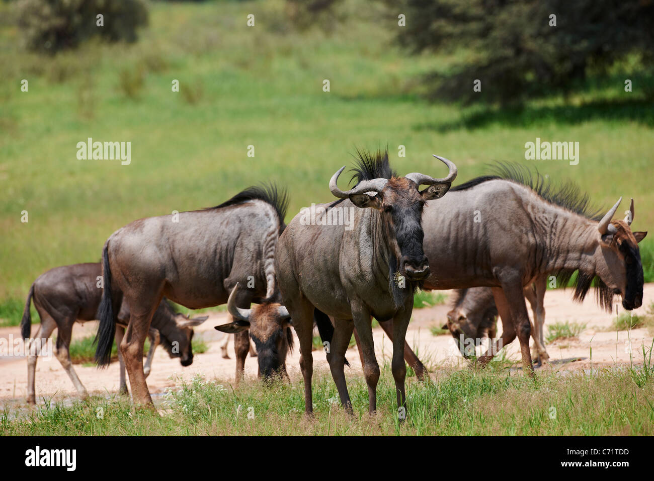 herd of blue wildebeest, Connochaetes taurinus, Kgalagadi Transfrontier Park, South Africa, Africa Stock Photo