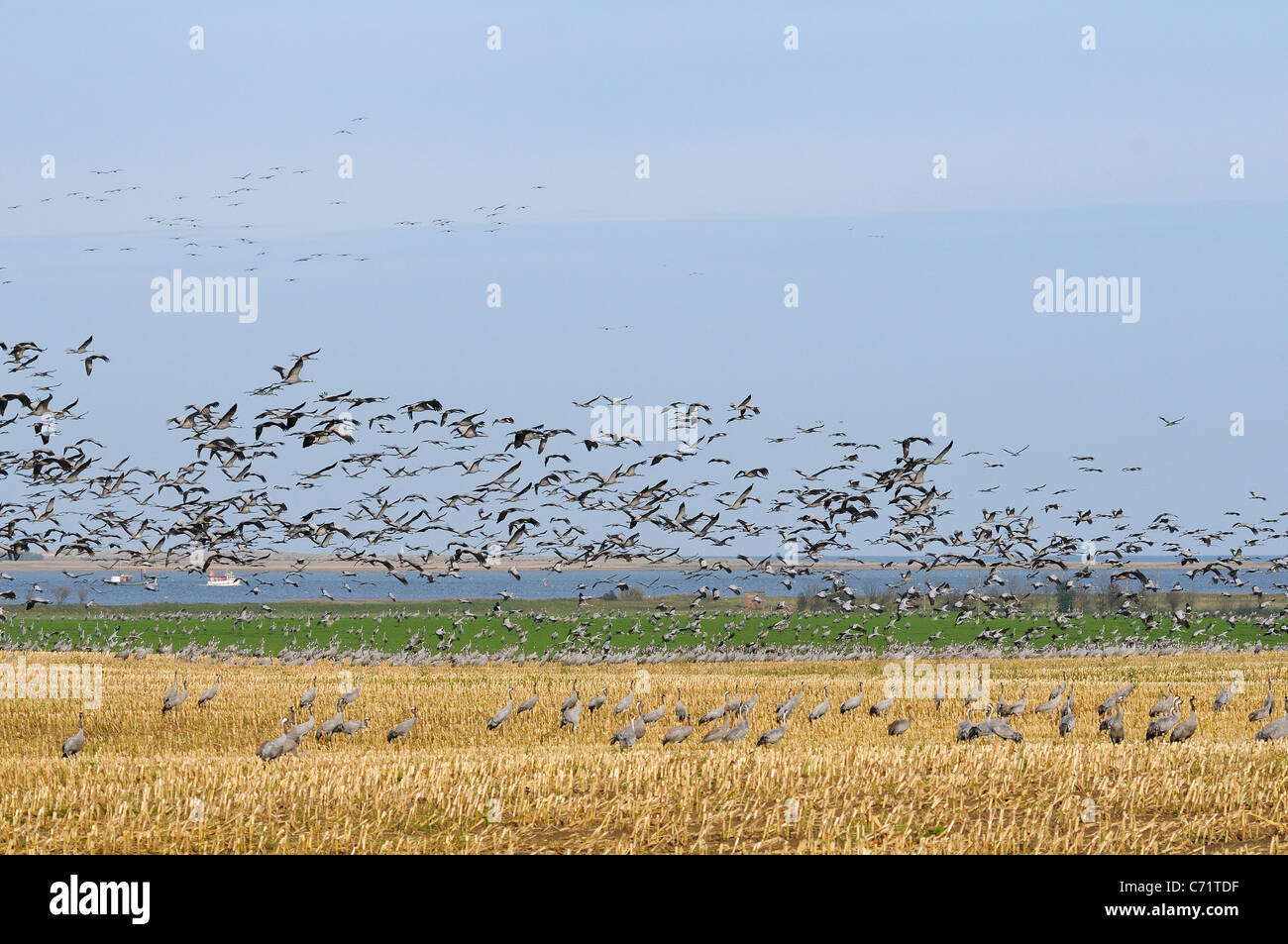 Common or Eurasian crane (Grus grus) dense flock in flight over maize stubble field near Baltic Sea shore, Hohendorf, Germany. Stock Photo