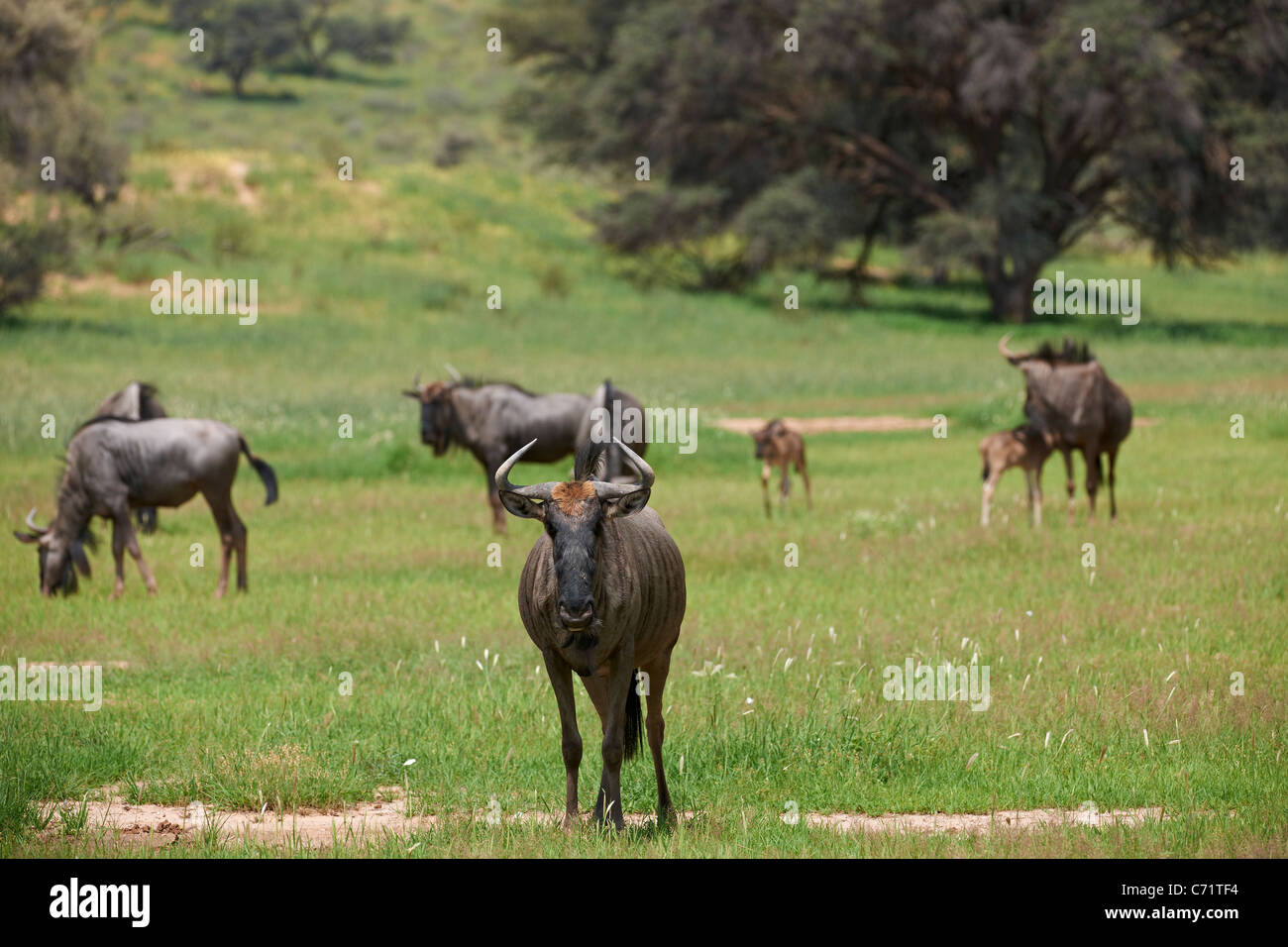 herd of blue wildebeest, Connochaetes taurinus, Kgalagadi Transfrontier Park, South Africa, Africa Stock Photo
