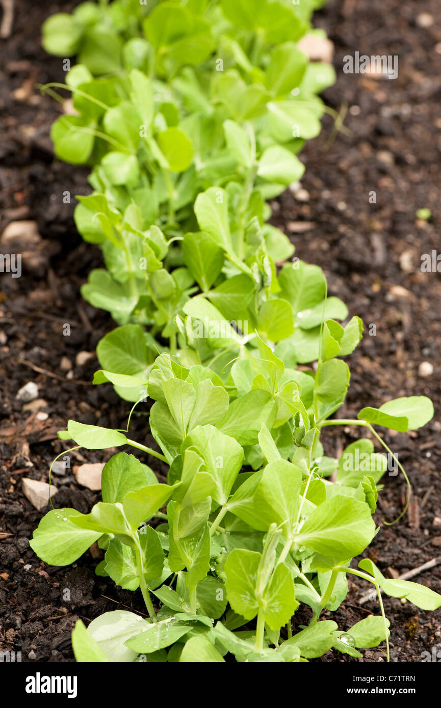sugar snap peas plant sugar snap peas plant