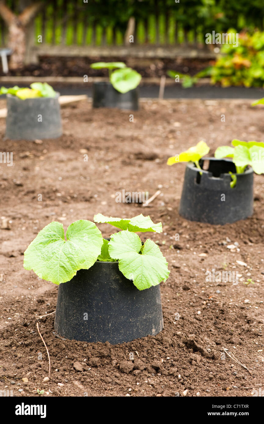 Young Squash F1 ‘Crown Prince’ plant growing in a vegetable plot Stock Photo