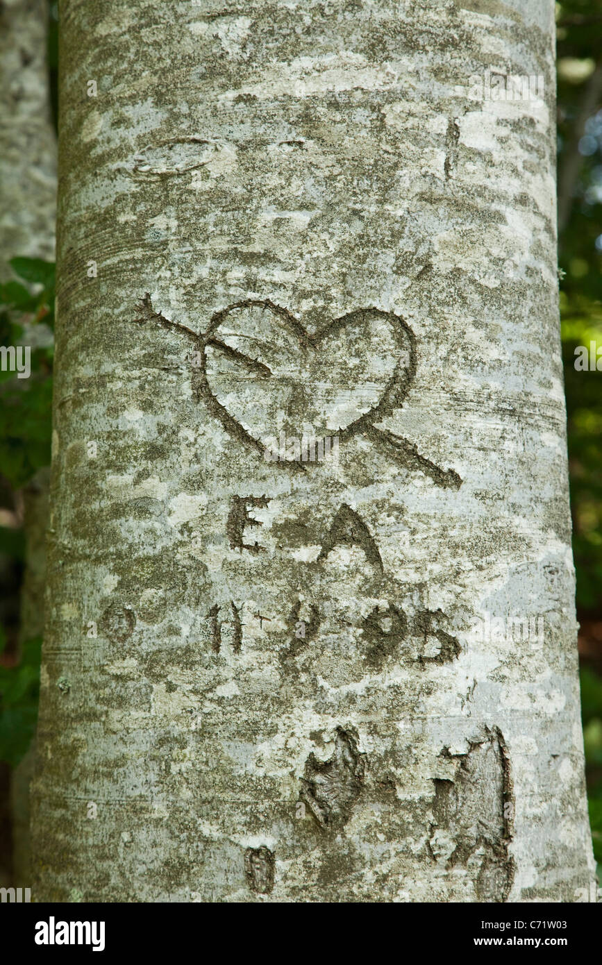 Love heart carved on tree Stock Photo