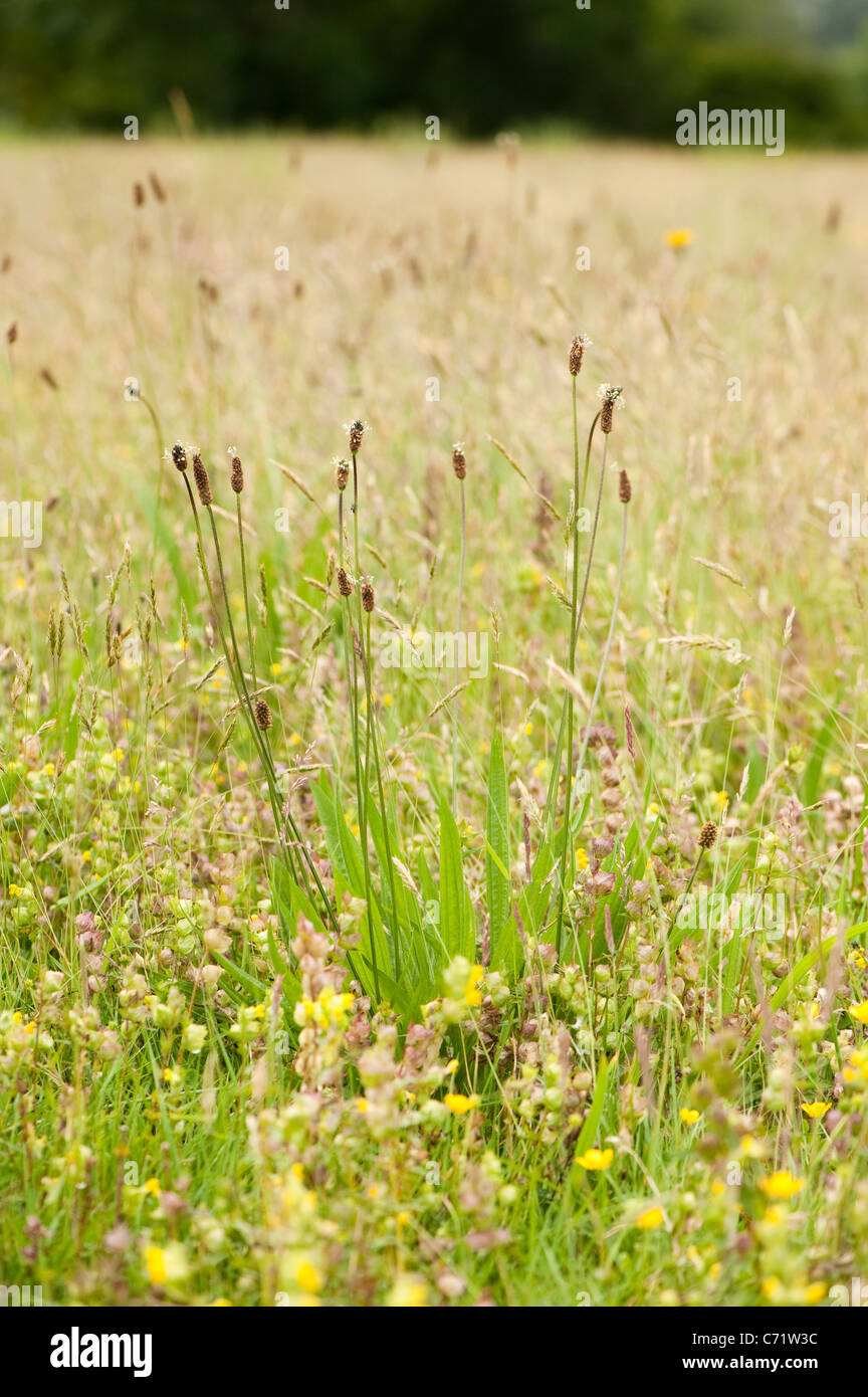 Ribwort Plantain, Plantago lanceolata, and Yellow Rattle, Rhinanthus ...