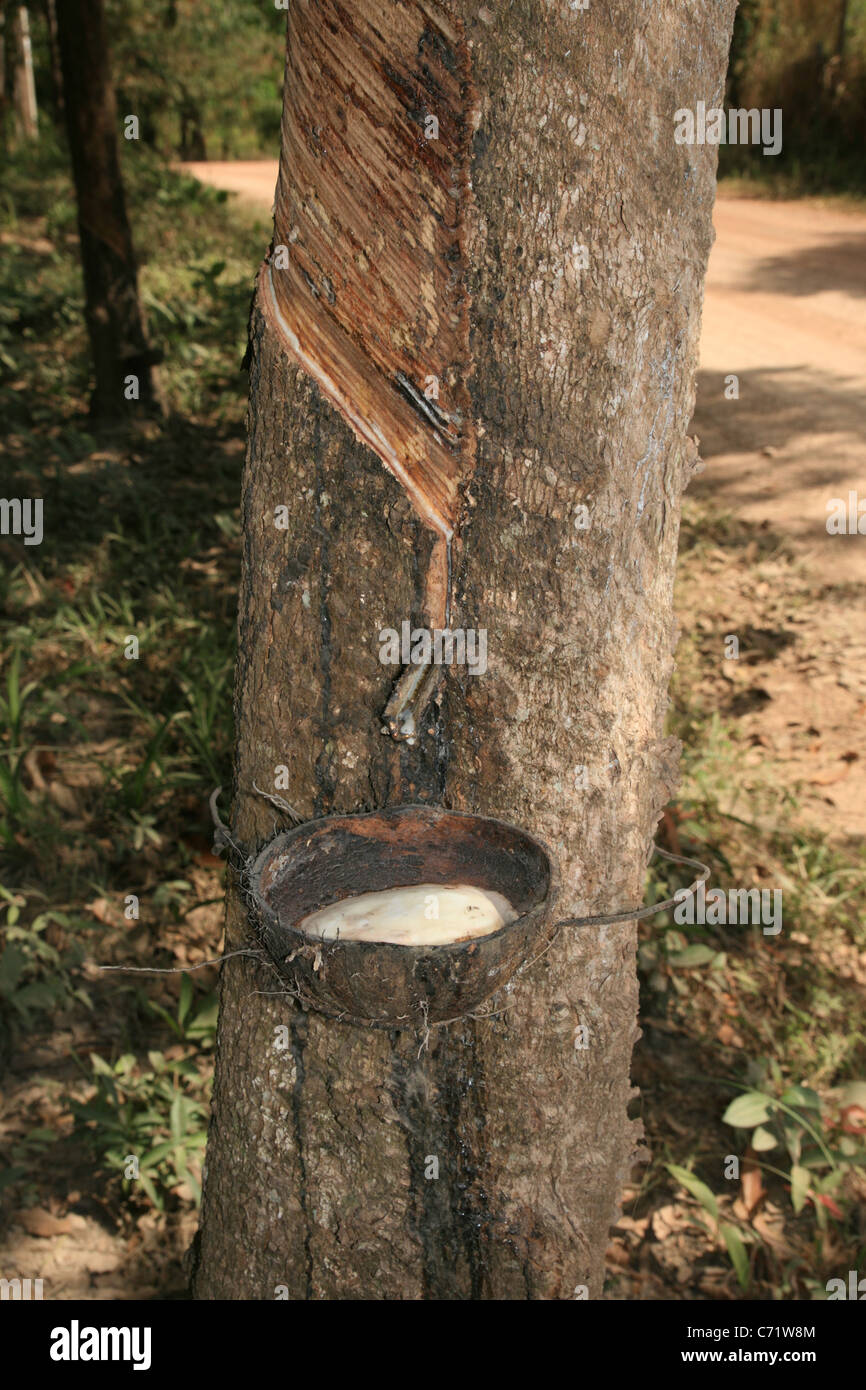 tapping a rubber tree with latex sap being collected in a coconut shell Stock Photo