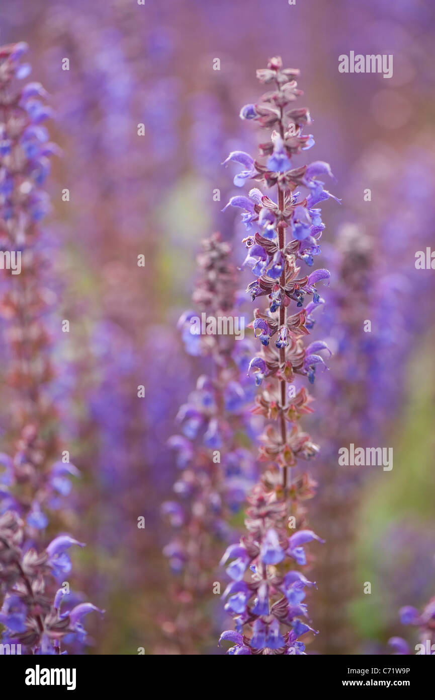 Salvia superba hi-res stock photography and images - Alamy