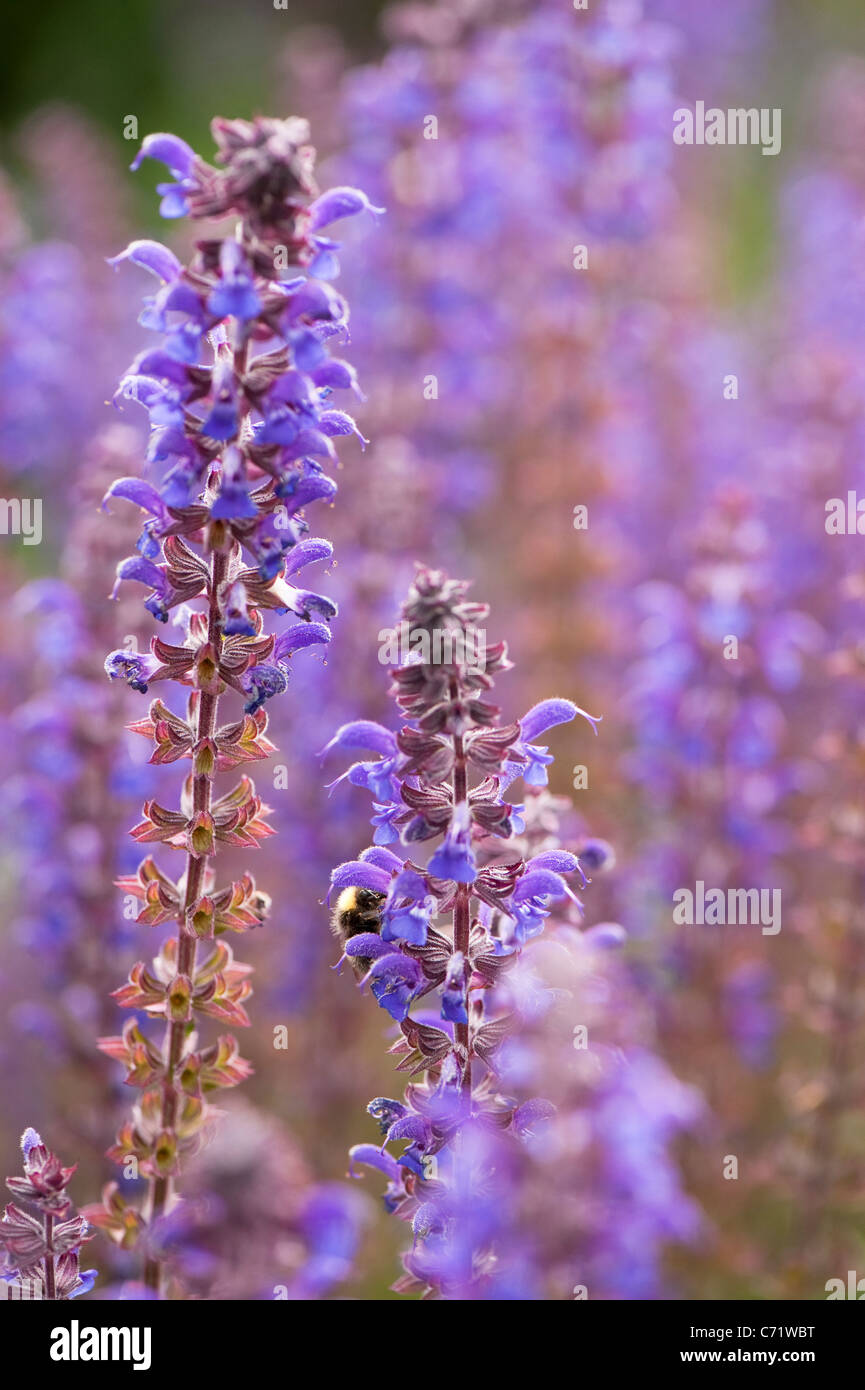 Salvia X Sylvestris High Resolution Stock Photography and Images - Alamy