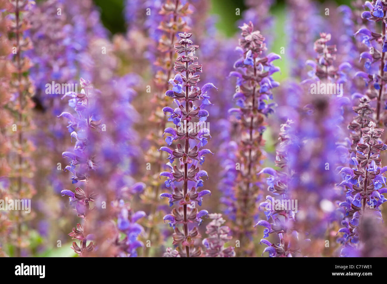Salvia x sylvestris mainacht hi-res stock photography and images - Alamy