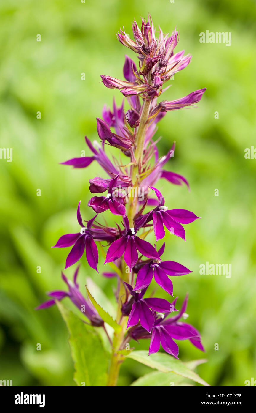 Lobelia x speciosa ‘Hadspen Purple’ in flower Stock Photo - Alamy
