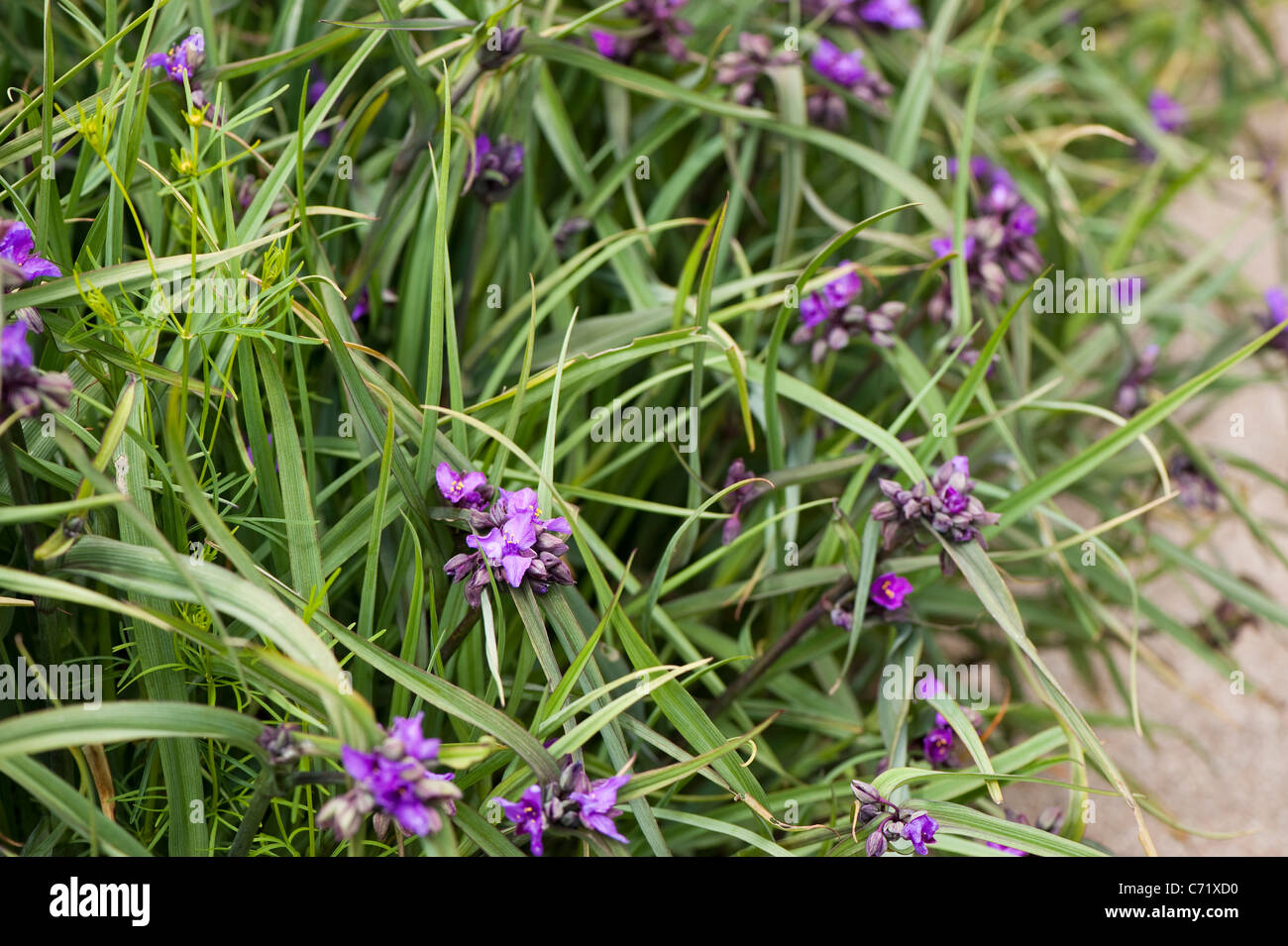Tradescantia (Andersoniana Group) ‘Concord Grape’ in flower Stock Photo