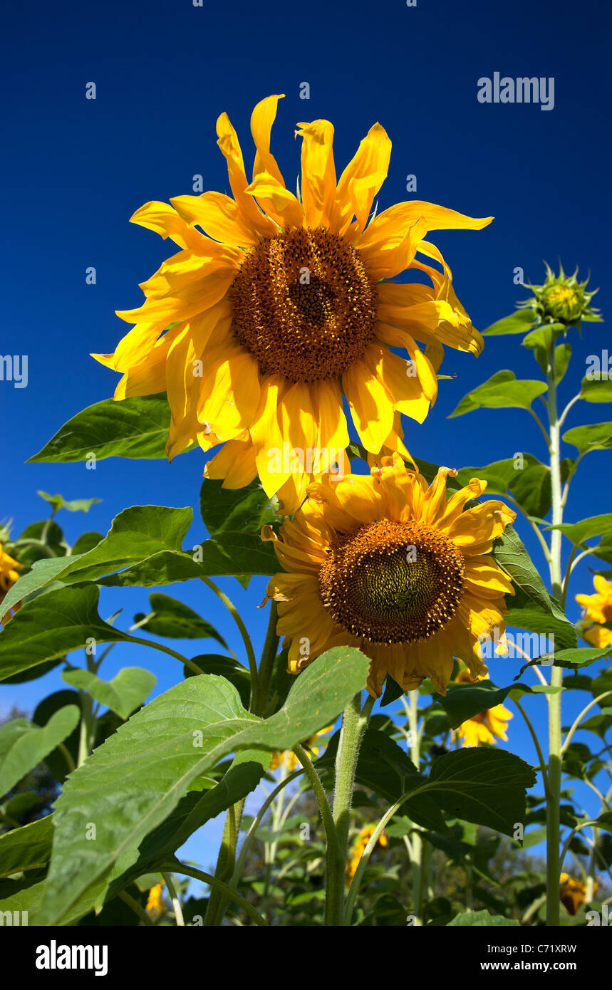 Sunflowers close up hi-res stock photography and images - Alamy