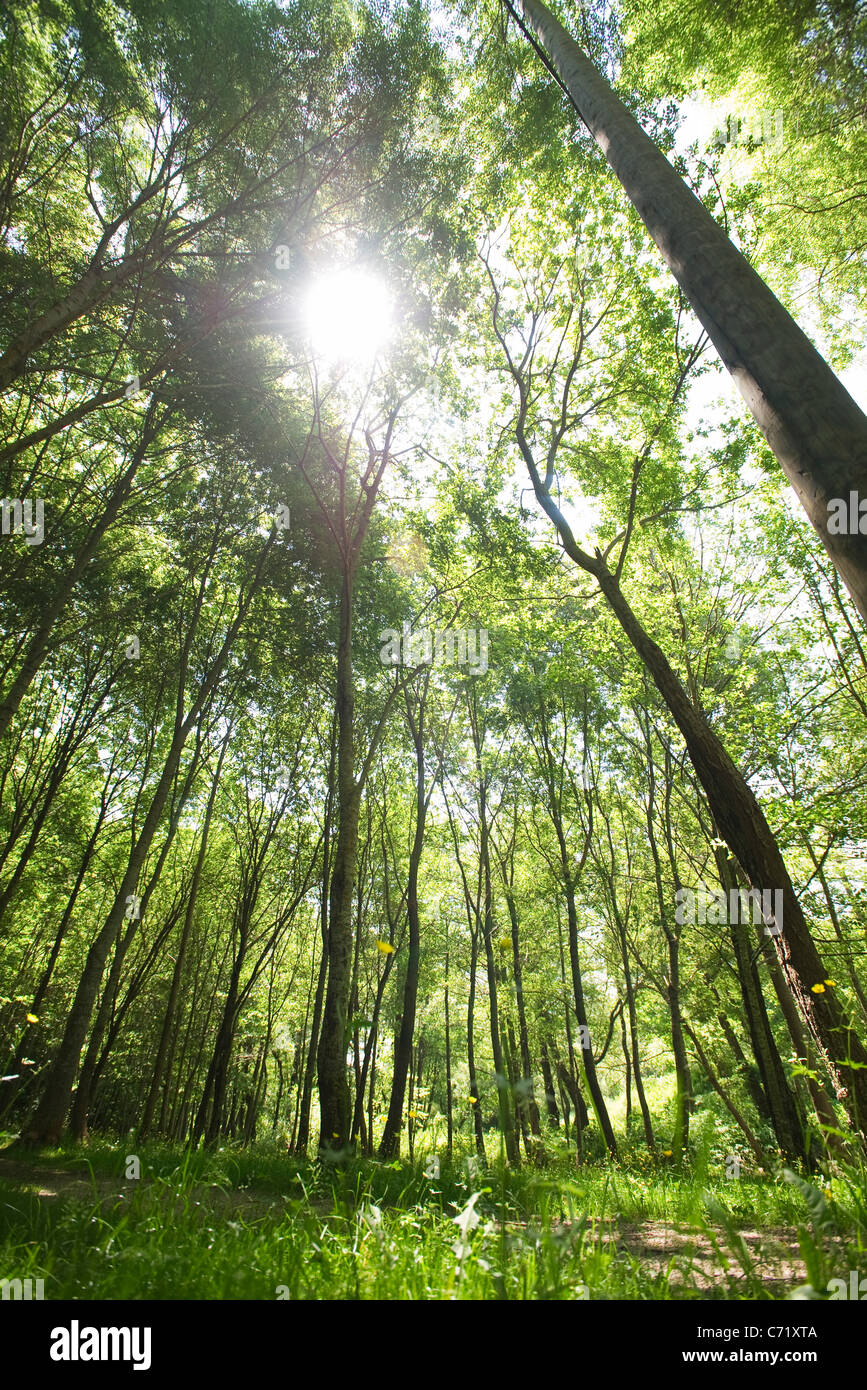 Sunlight shining through forest canopy, low angle view Stock Photo