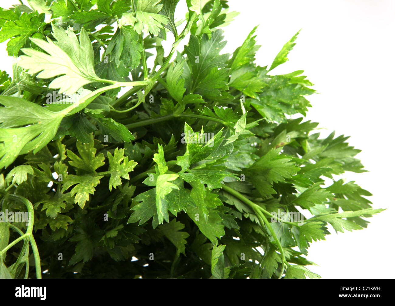Green leaves of parsley isolated on white background Stock Photo - Alamy